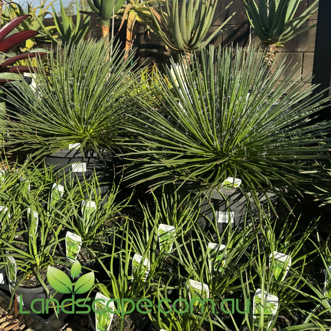 Agave Gemifolia