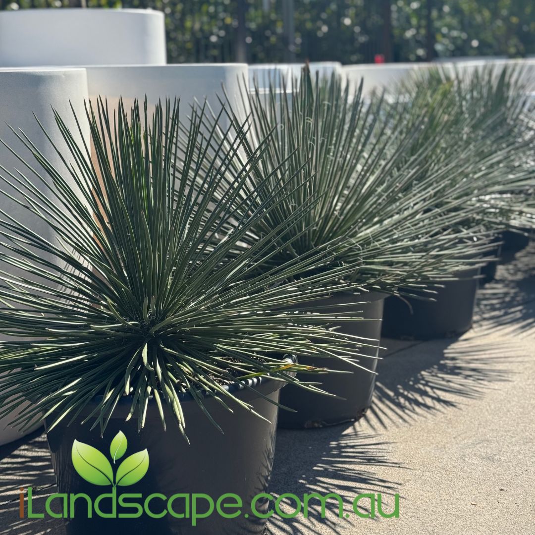 Agave Gemifolia