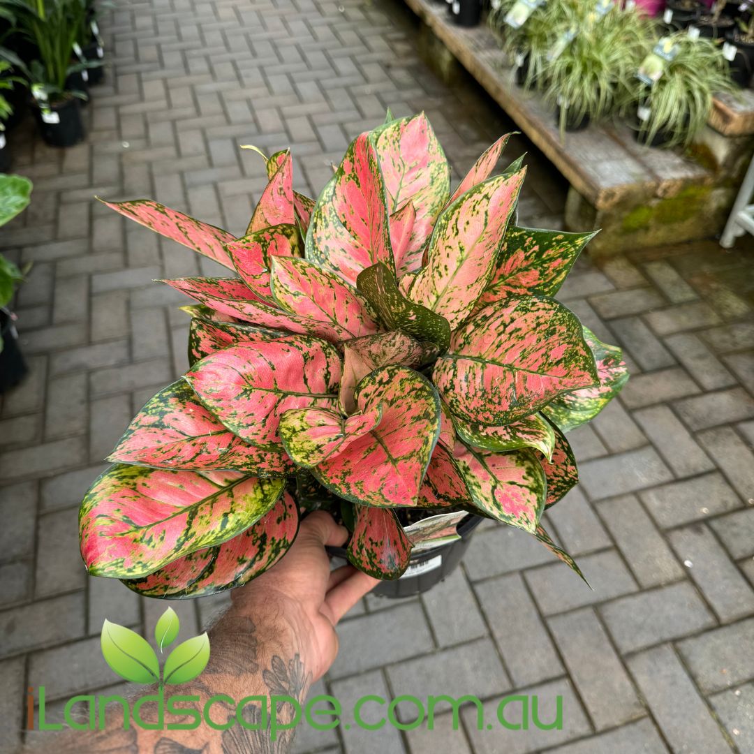 Aglaonema Lady Valentine