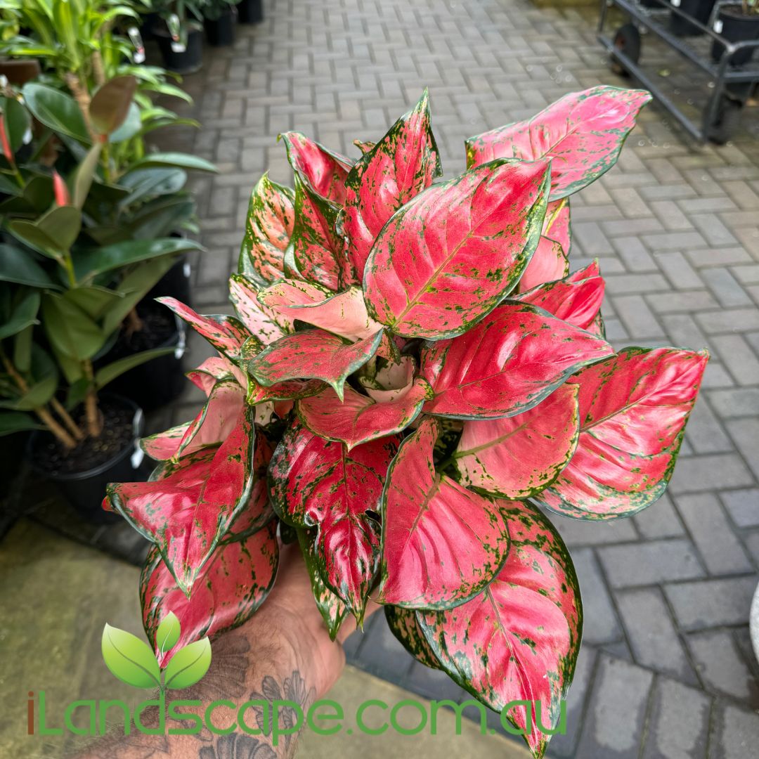 Aglaonema Red Valentine
