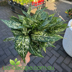 Aglaonema Thai Snowflake