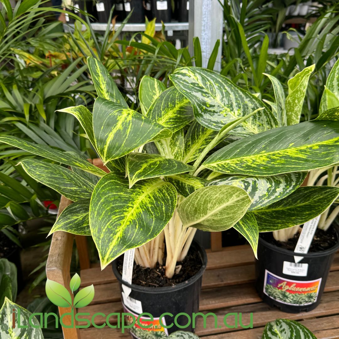 Aglaonema Golden Sands