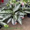 Aglaonema Jubilee