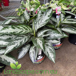 Aglaonema Jubilee