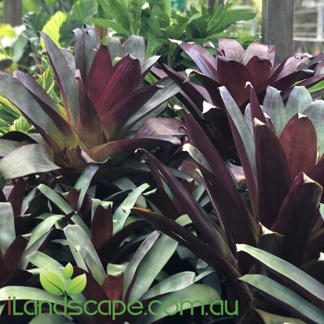 Alcantarea Silver Plum – Sunshine Coast Nursery & Garden Centre