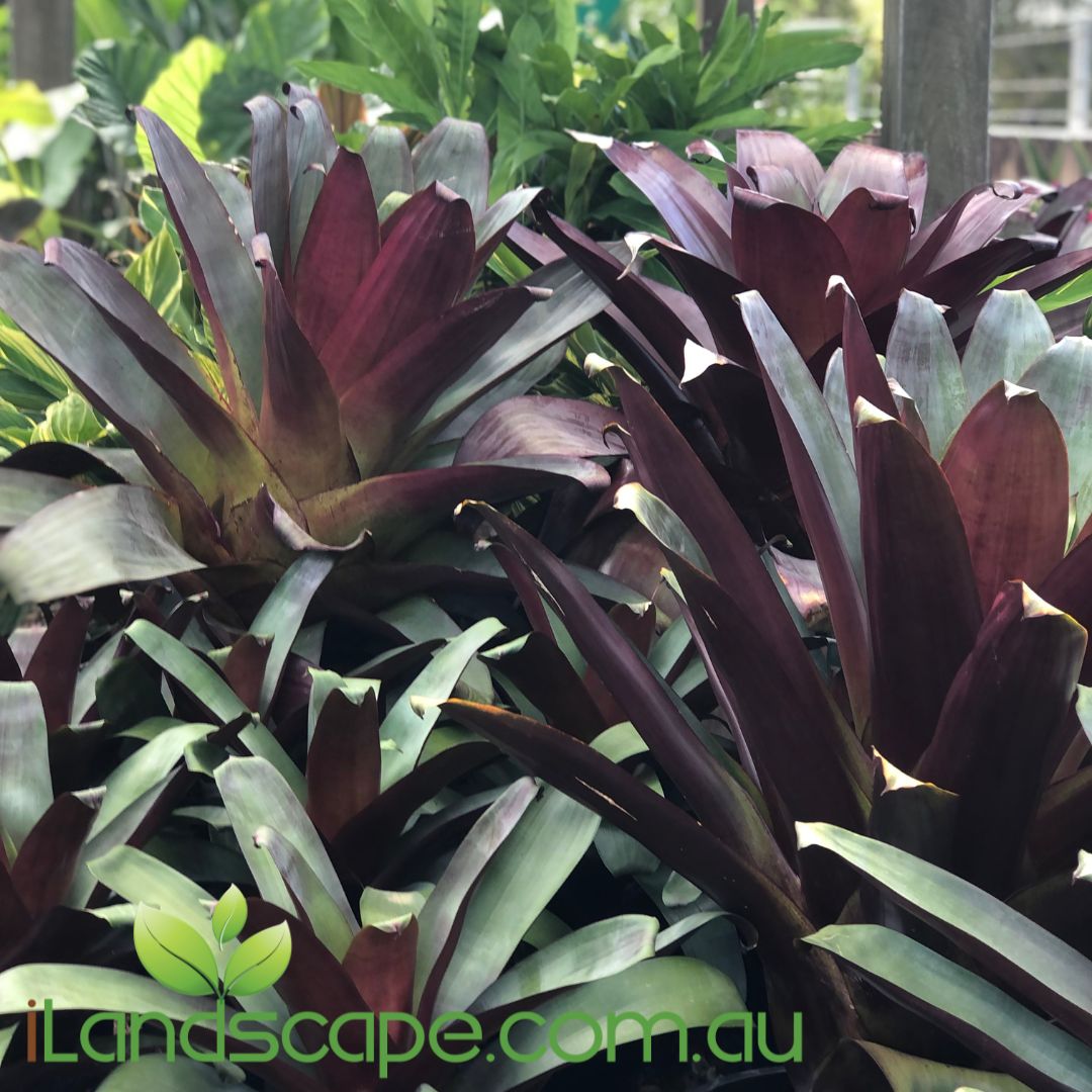 Alcantarea imperialis Silver Plum is striking addition to any tropical garden feature. its striking colour along with its size make it perfect for any garden. a slow growing plant that pretty much looks after itself if your planning a tropical garden you can leave this one out.