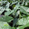 Alocasia wentii