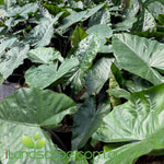 Alocasia wentii