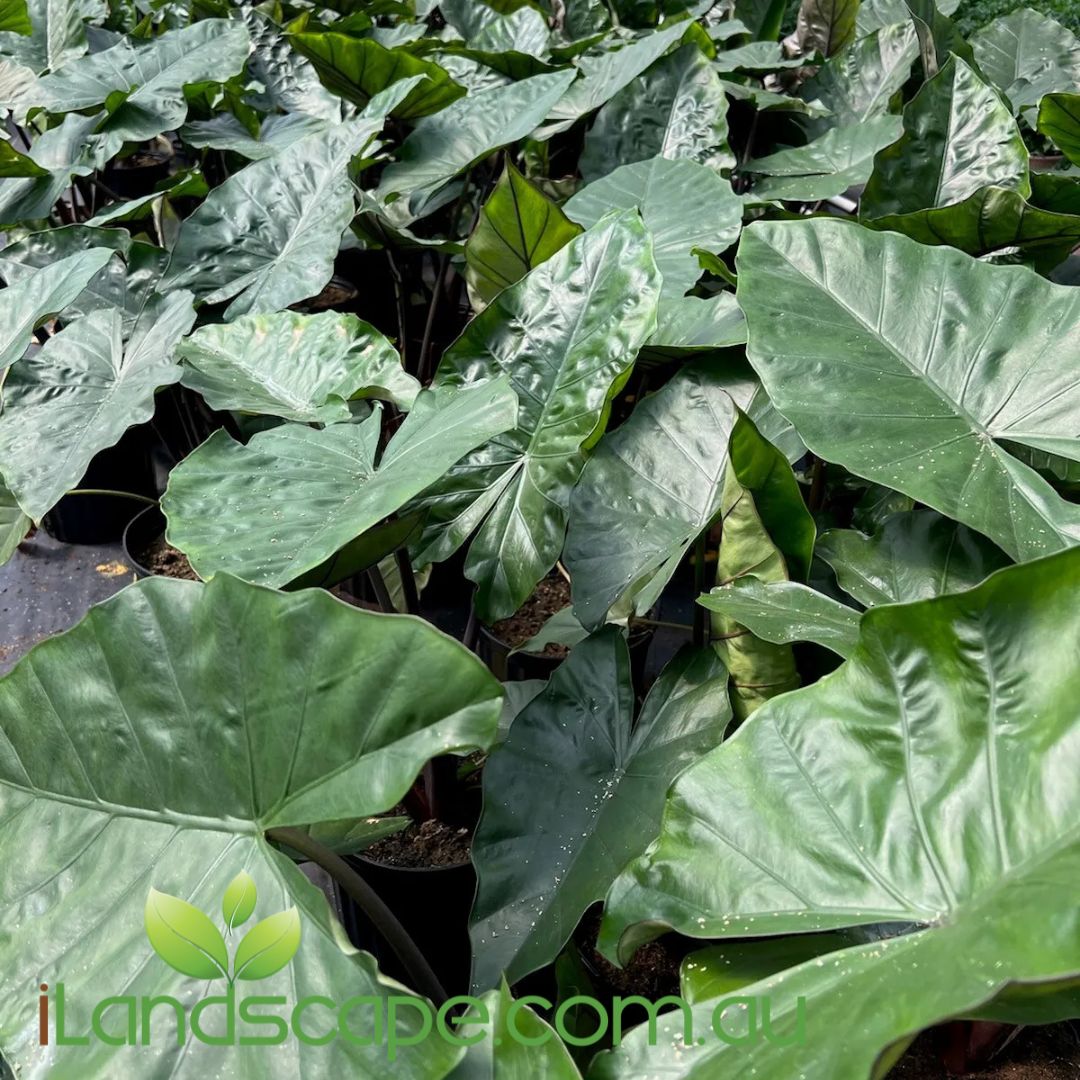 Alocasia wentii