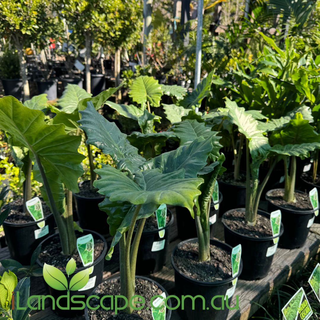 Alocasia portodora