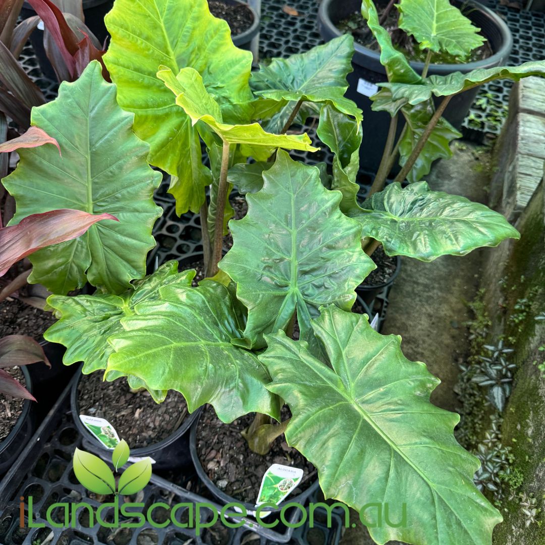 Alocasia portodora