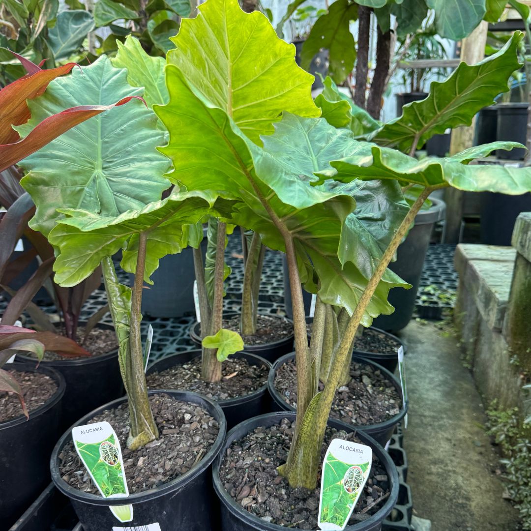 elephant ear plants for sale sunshine coast Alocasia portodora