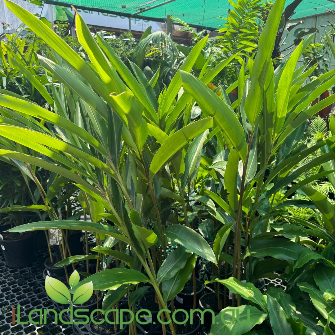 Tropical Plants | Exotic Plants for Sunshine Coast Gardens – Sunshine ...