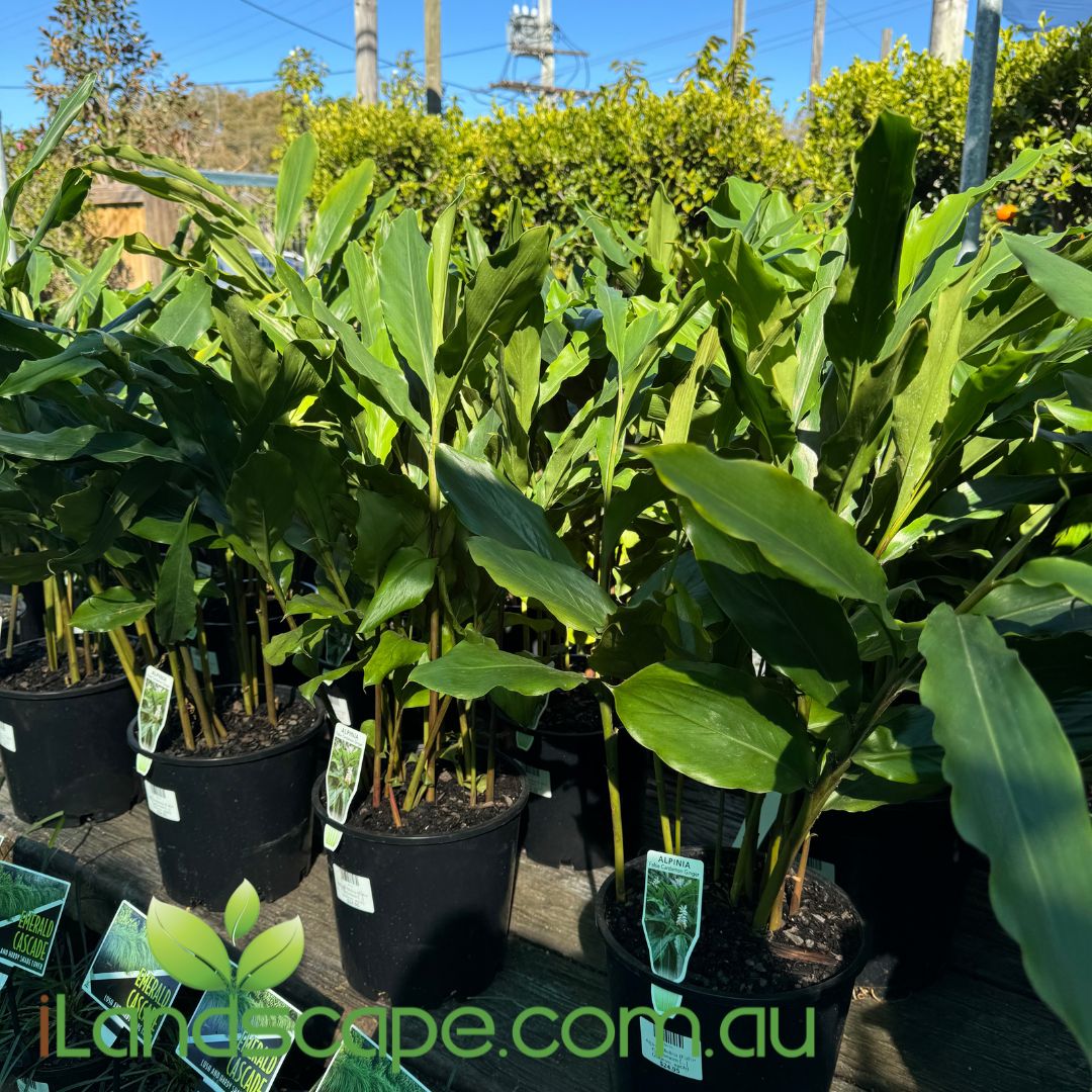Alpinia Mutica (False Cardomom)