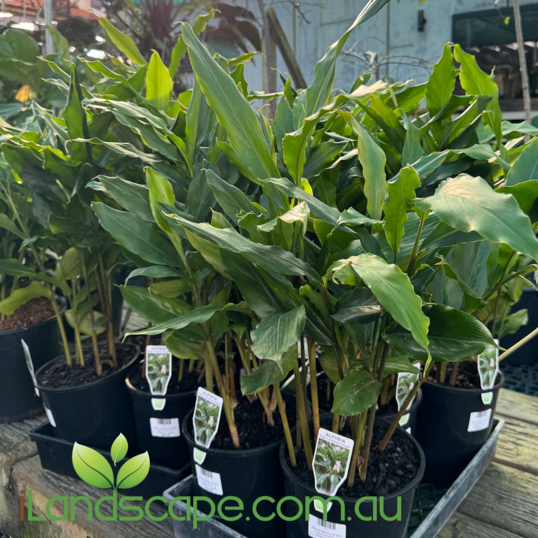 False Cardomon Alpinia Mutica (False Cardomom) – Sunshine Coast Nursery & Garden Centre