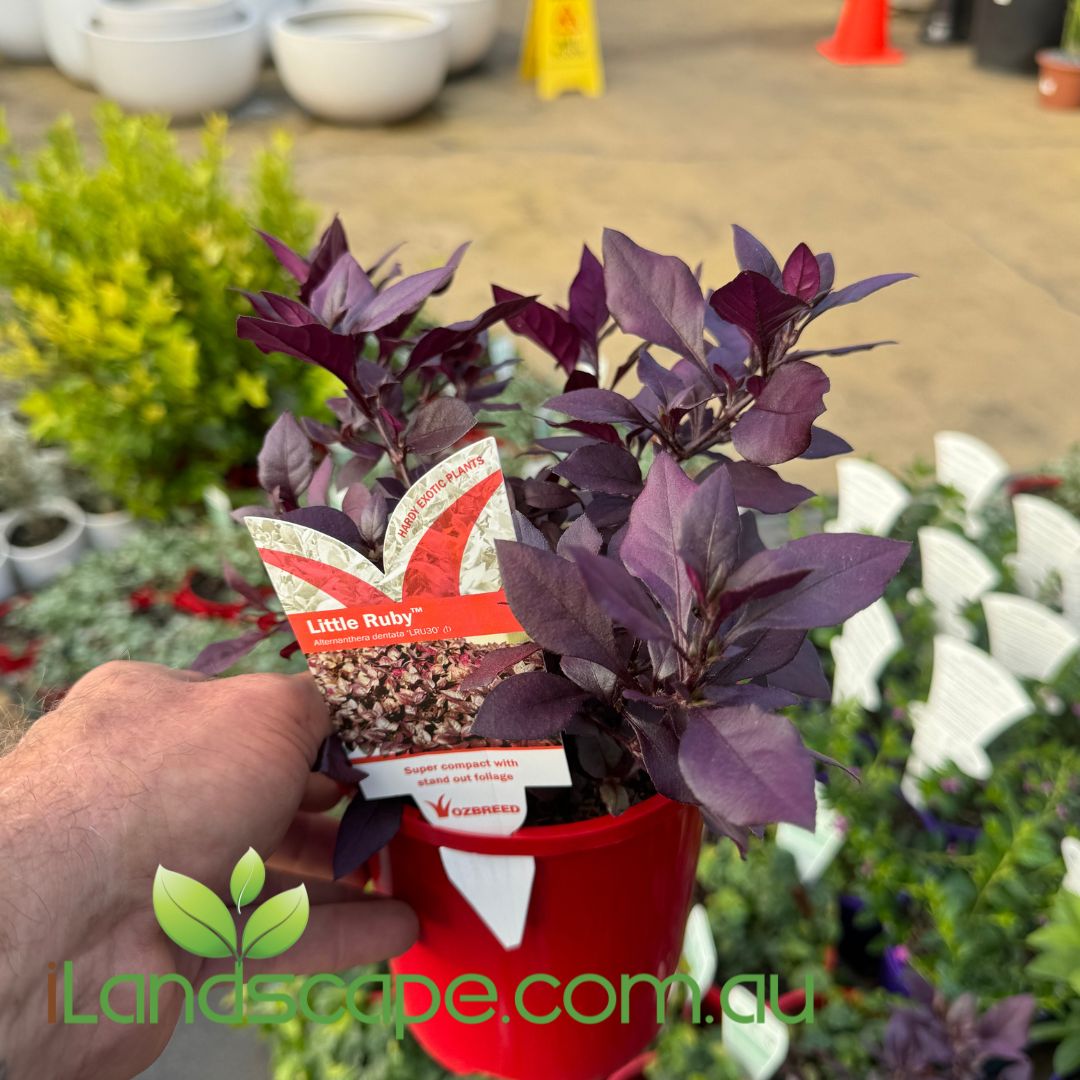 Alternanthera Little Ruby – Sunshine Coast Nursery & Garden Centre