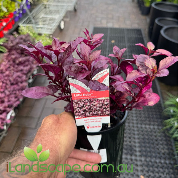 little ruby plant indoor Alternanthera Little Ruby – Sunshine Coast Nursery & Garden Centre