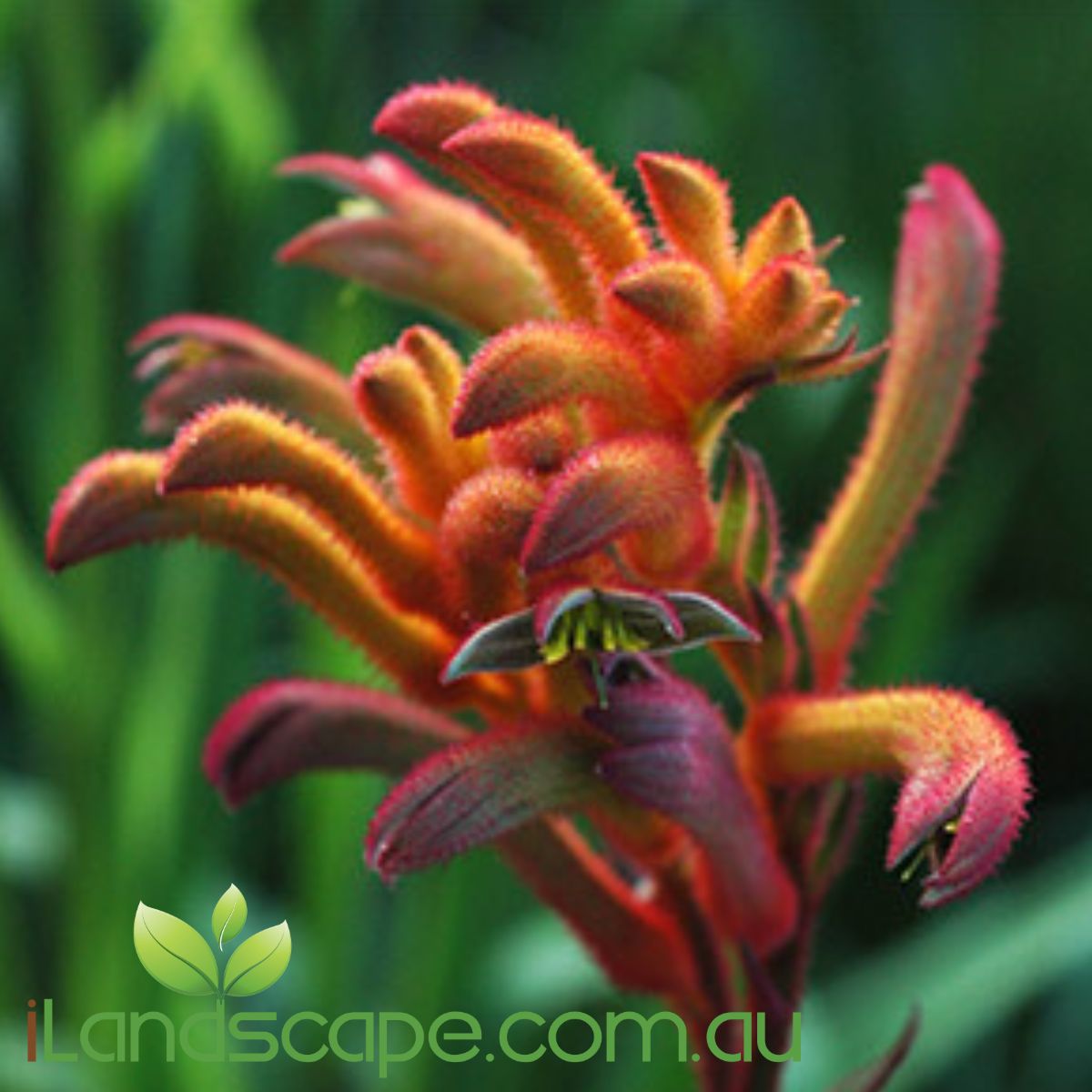 Anigozanthos Bush Blitz PBR is part of the Bush Gem collections of Kangaroo Paw. Bush Blitz flowers in Spring with Dark orange to burgundy colours and grows to approx. 70cm High x 50cm wide 