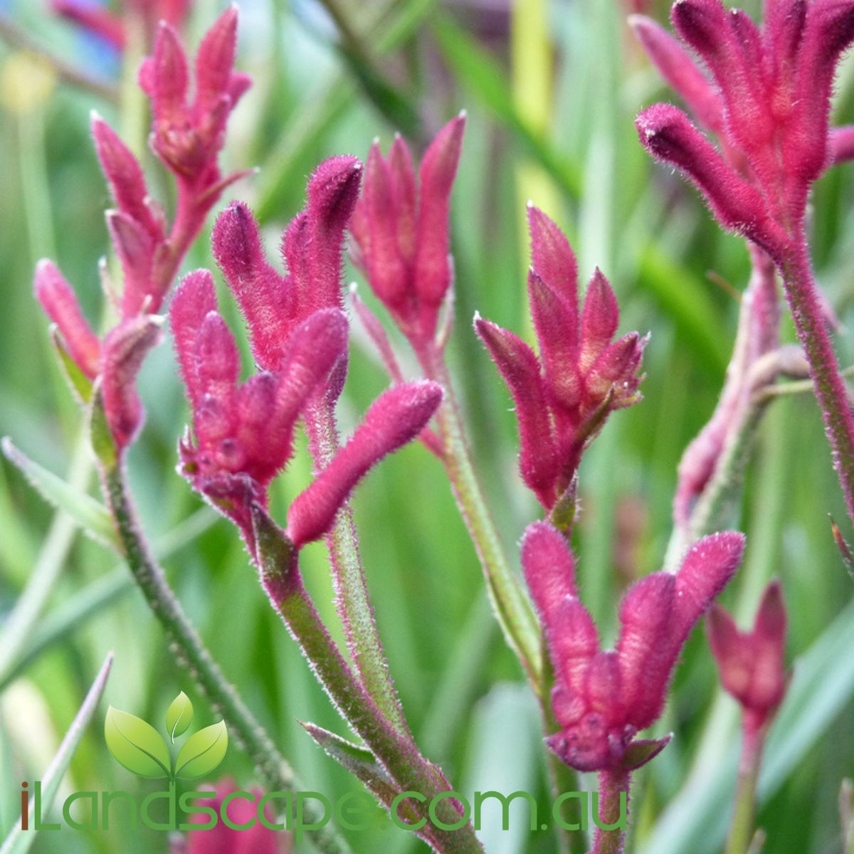 Anigozanthos Bush Elegance PBR is part of the Bush Gem collections of Kangaroo Paw. Bush elegance flowers in Spring with Deep burgundy colours and grows to approx. 70cm High x 50cm wide 