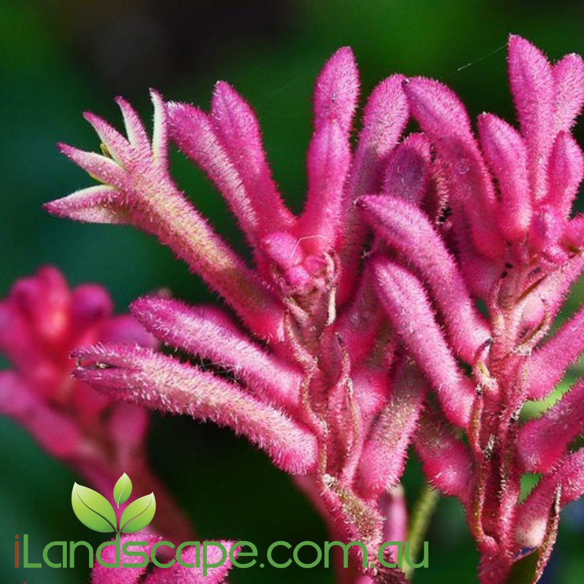 Anigozanthos Bush Pearl PBR is part of the Bush Gem collections of Kangaroo Paw. Bush Pearl flowers in Spring with Bright Candy Pink colours and grows to approx. 70cm High x 50cm wide 