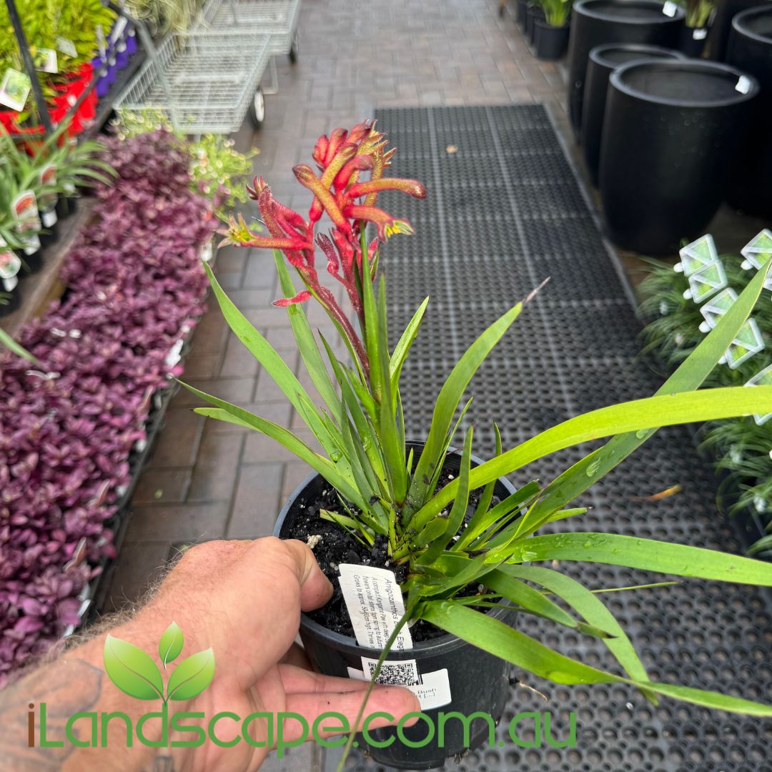Anigozanthos Bush Elegance PBR (Kangaroo Paw)