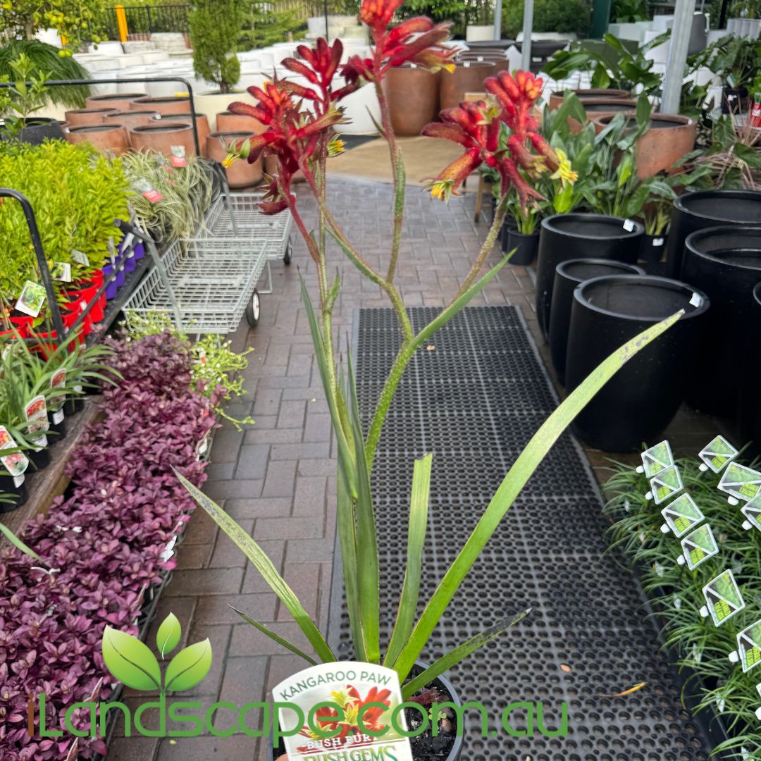 Anigozanthos bush fury - Kangaroo Paw