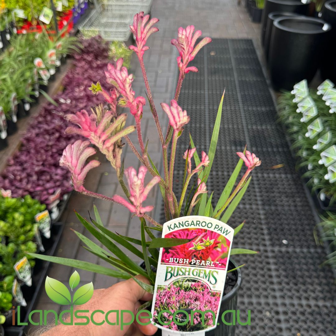 kangaroo paw succulent Anigozanthos Bush Pearl PBR (Kangaroo Paw) – Sunshine Coast Nursery &  Garden Centre