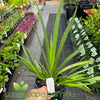 Anigozanthos Bush Princess (Kangaroo Paw)