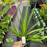Anigozanthos Bush Princess (Kangaroo Paw)