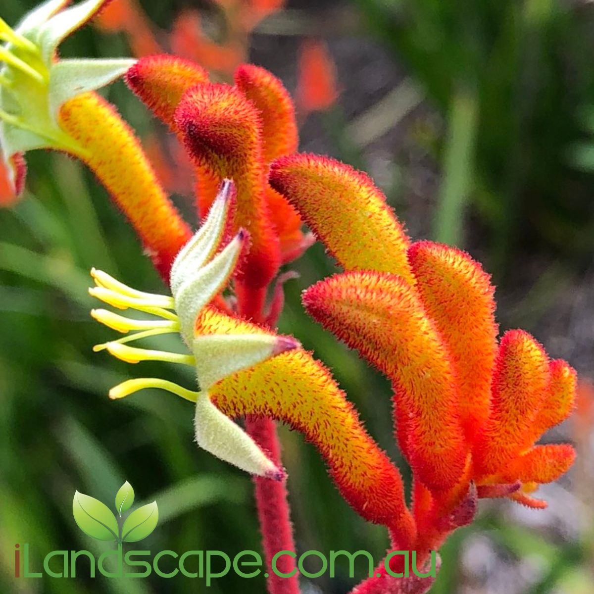 Anigozanthos Orange Cross flowers in Spring & Summer with nice orange colours and grows to approx. 1-2m High x 0.5 - 1.0m wide 