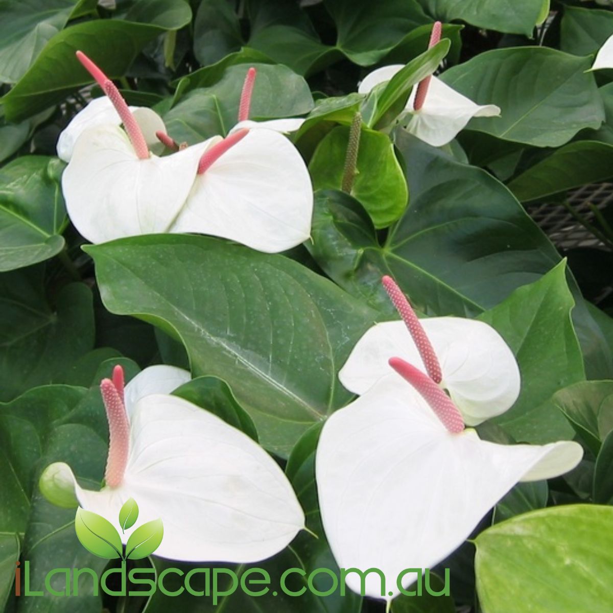 Anthurium White Heart has a beautiful pure white flower and a red to pink spandix with lovely waxy green foliage. A must for your indoor collection