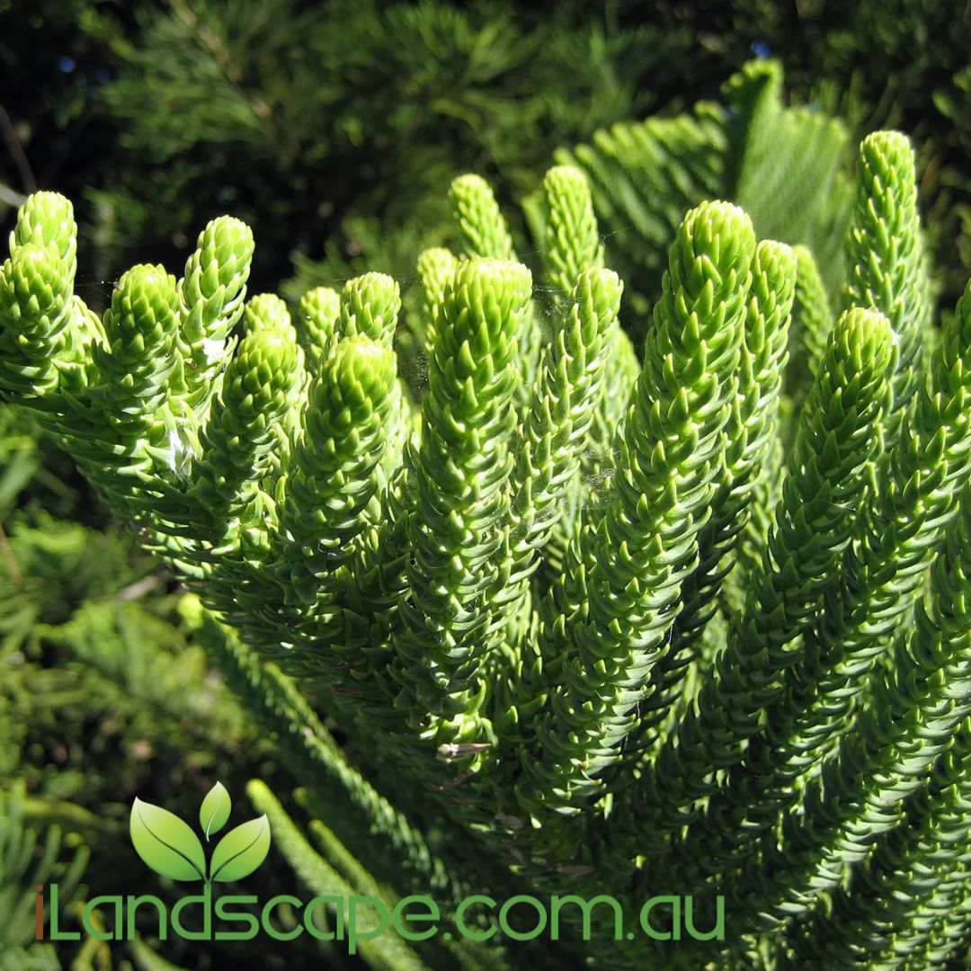 Araucaria Heterophylla Norfolk Island Pine Sunshine Coast Nursery araucaria-heterophylla-norfolk-island-pine-sunshine-coast-nursery