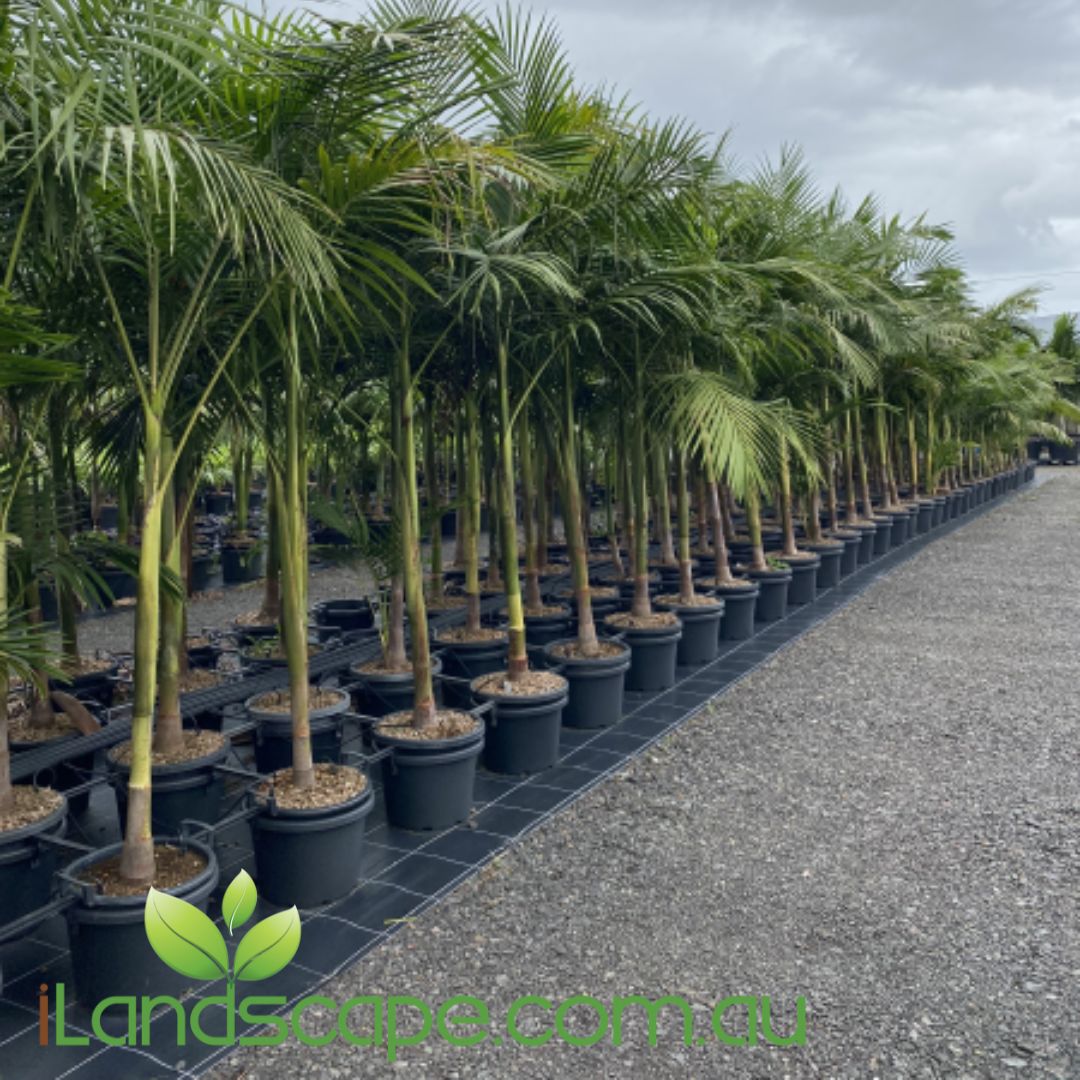 Archontophoenix cunninghamiana - Bangalow Palm