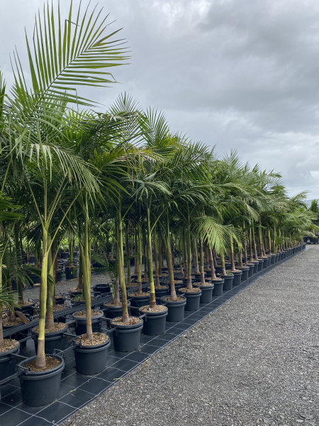 Archontophoenix cunninghamiana - Bangalow Palm