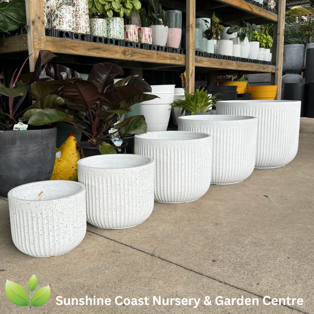 Lightweight Pots Sunshine Coast Sunshine Coast Nursery & Garden Centre