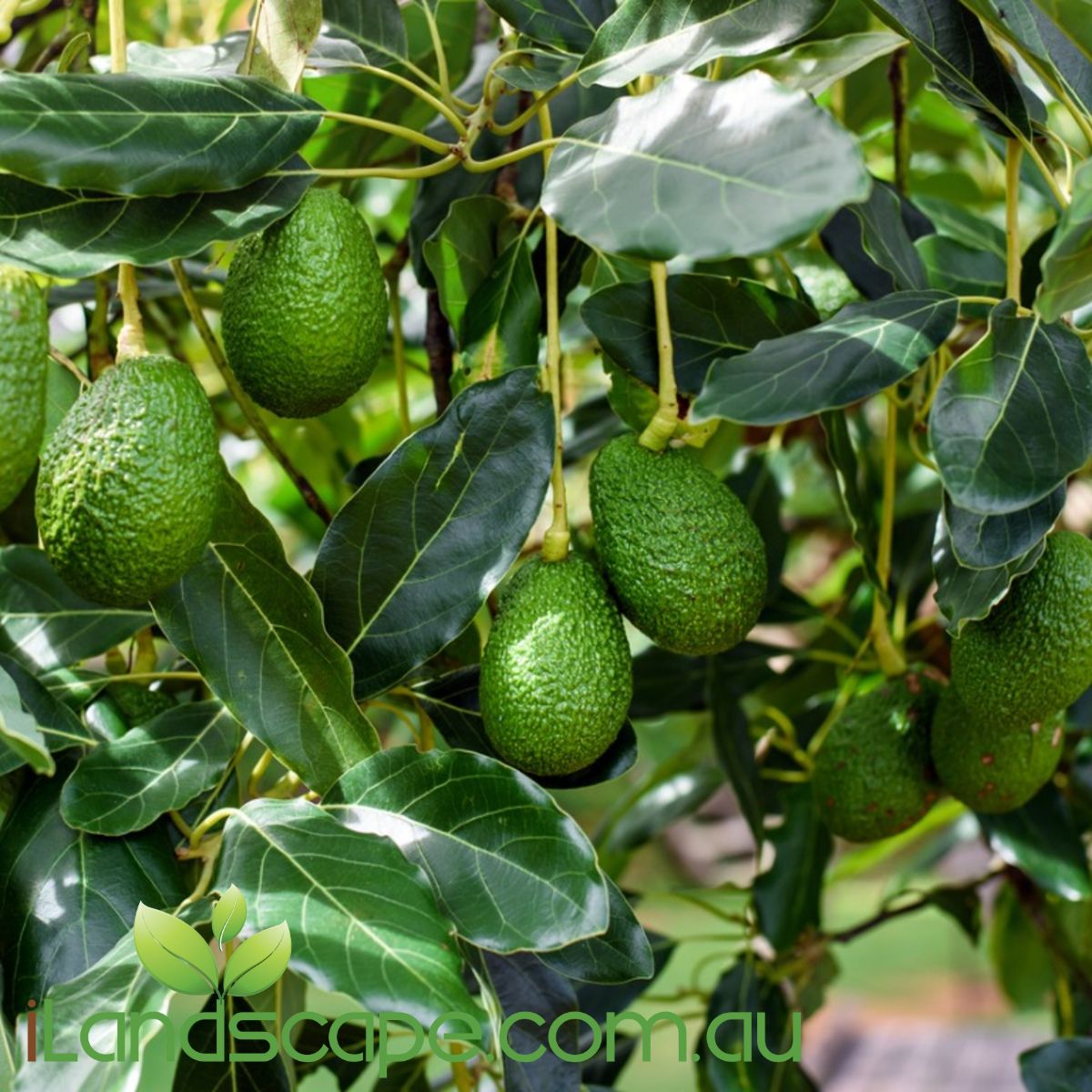 Avocado Hass is the most commonly grown variety of Avocado in Australia. know for its creamy texture & taste and distinctive pebbly textured skin that changes colour as it ripens from green to purple black