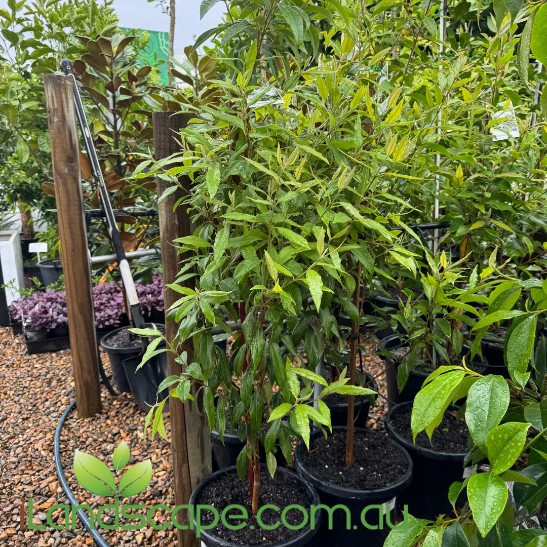 Backhousia Citriodora - Lemon Scented Myrtle