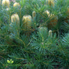 Banksia Coastal Cushion compact Australian native shrub with golden flower spikes and dense evergreen foliage growing in a coastal garden.