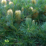 Banksia Coastal Cushion compact Australian native shrub with golden flower spikes and dense evergreen foliage growing in a coastal garden.