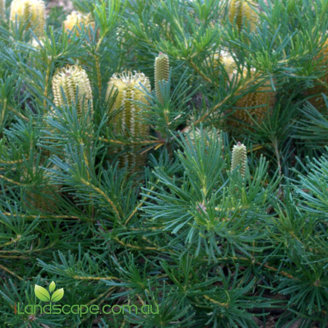 Banksia Coastal Cushion compact Australian native shrub with golden flower spikes and dense evergreen foliage growing in a coastal garden.