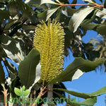 Banksia integrifolia