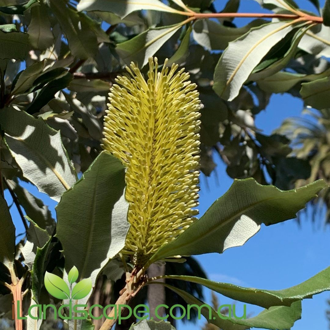 Banksia integrifolia
