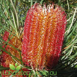 Banksia ericifolia 'Red Rover'