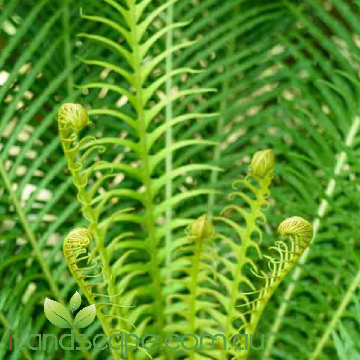 Blechnum Silver Lady is also known as a dwarf tree fern and has lush beautiful green foliage  emerging from a short black trunk 