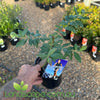 Blueberry Vitality