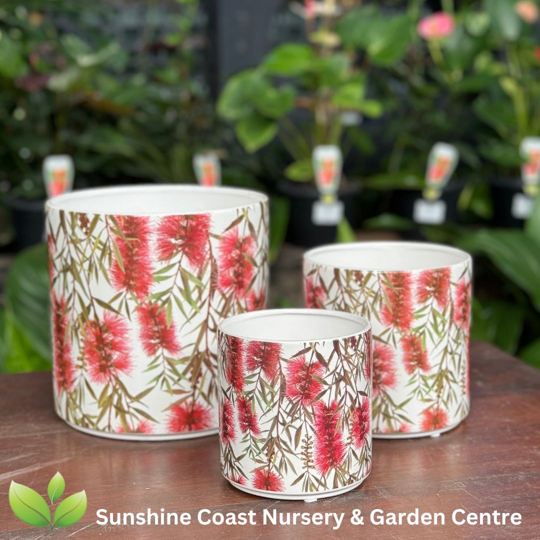 Indoor Pots Sunshine Coast Nursery & Garden Centre