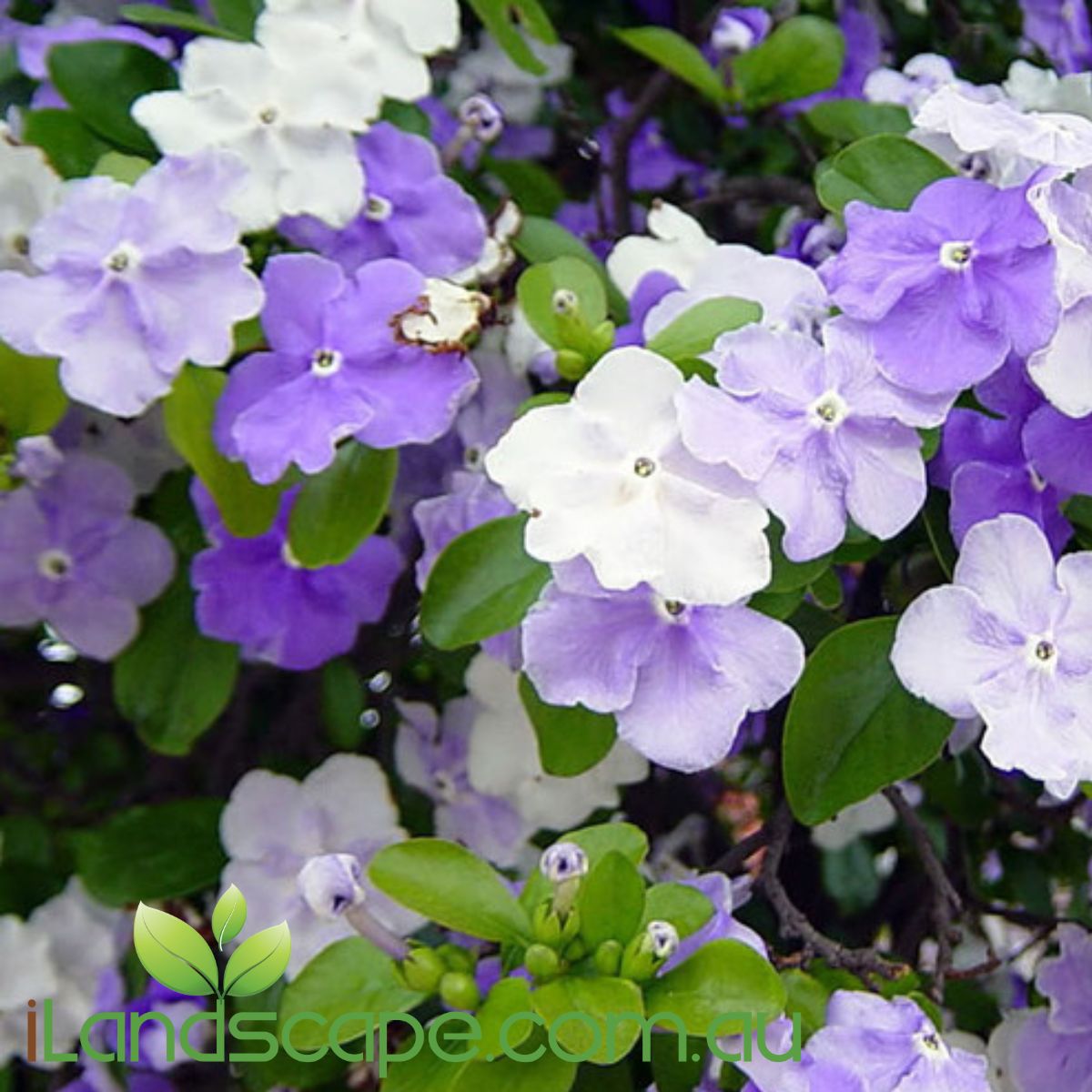 Brunfelsia Sweet Petite is a naturally compact form of the yesterday today and tomorrow plant. its an evergreen shrub which becomes semi deciduous in cooler areas. not on the Sunshine Coast.   Sweet petite produces splashes of beautiful flowers that begin purple, fading to mauve then to white throughout summer, autumn and spring   Grows to approx. 1.0m tall x 75cm wide   grows full sun to part shade   Perfect for pots, patios or gardens 