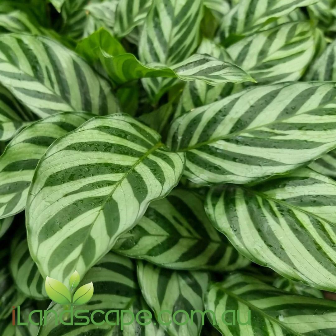 Calathea ‘Freddy’ with silvery striped green leaves and tropical indoor appeal