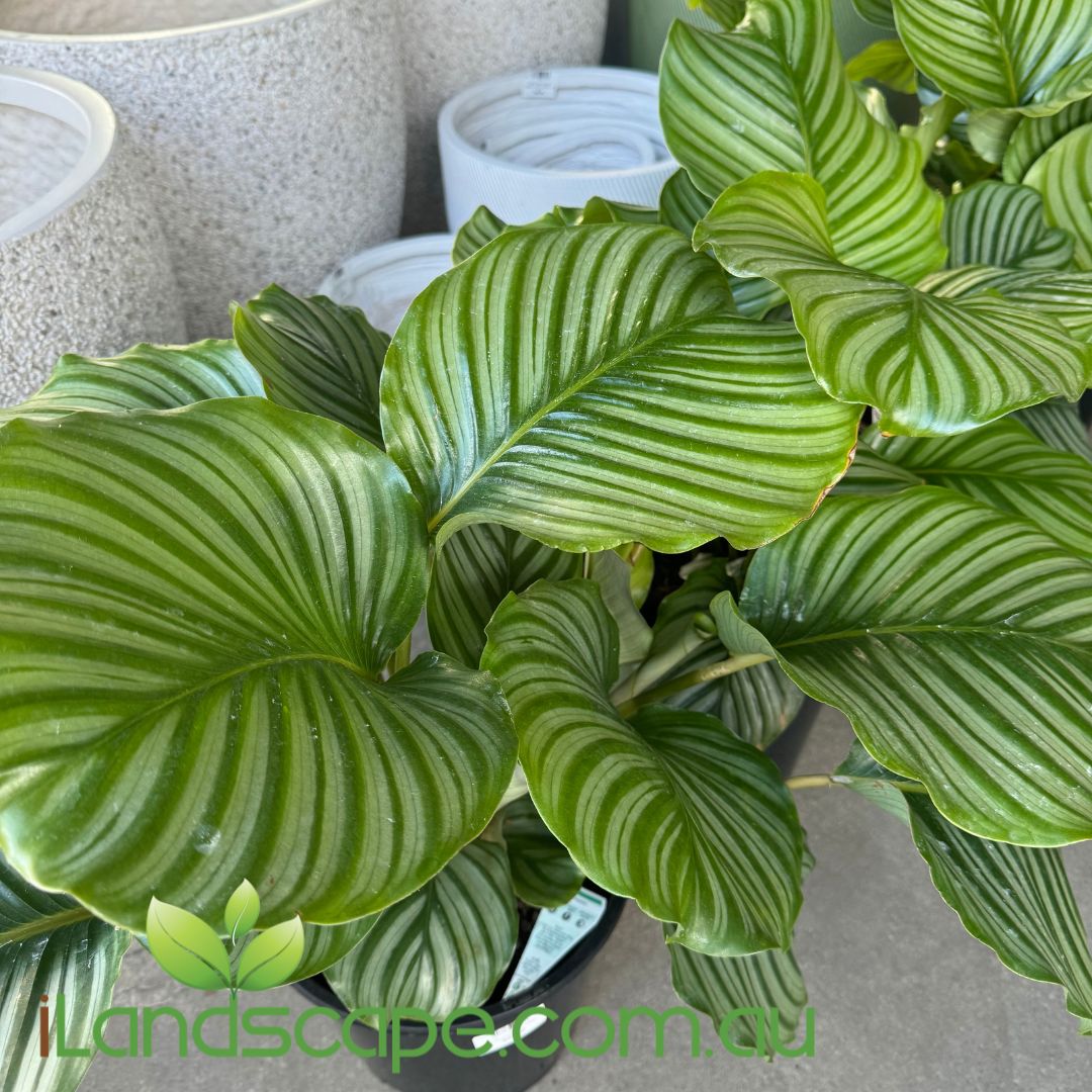 Calathea orbifolia