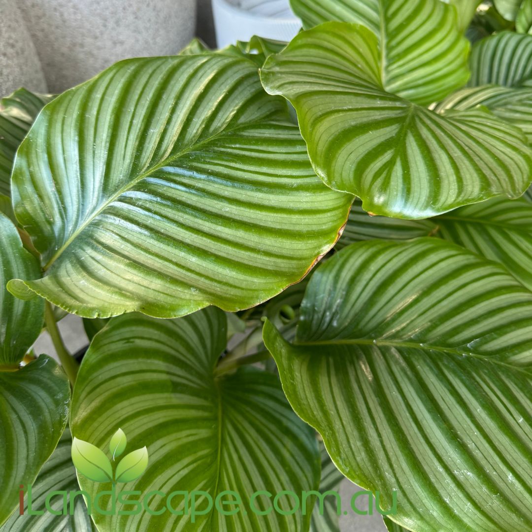 Calathea orbifolia